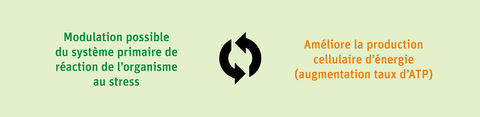 Modulation possible du système primaire de réaction de l’organisme au stress - Améliore la production cellulaire d’énergie (augmentation taux d’ATP)